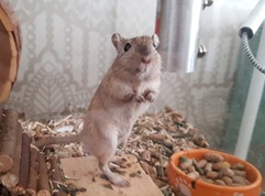 Gerbil Peanut