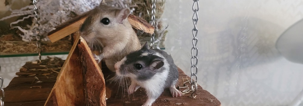 Gerbils